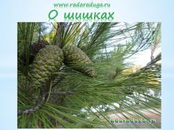 Презентация О шишках