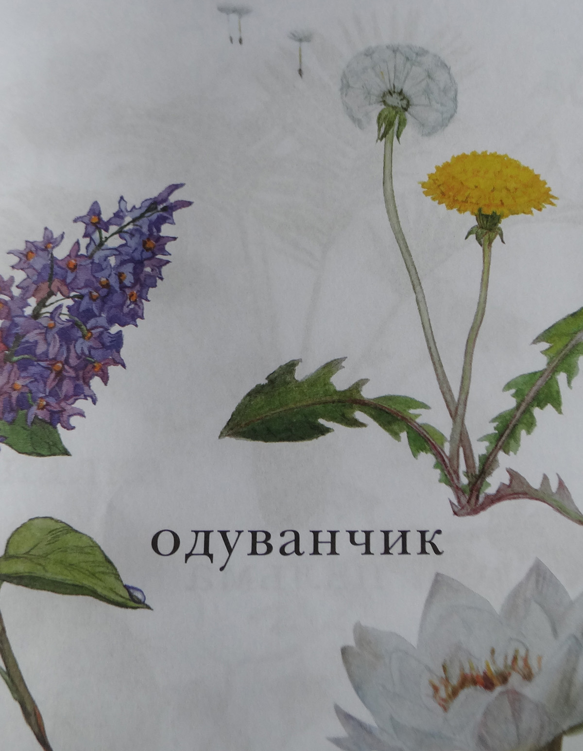 Моя первая книга, Белый город