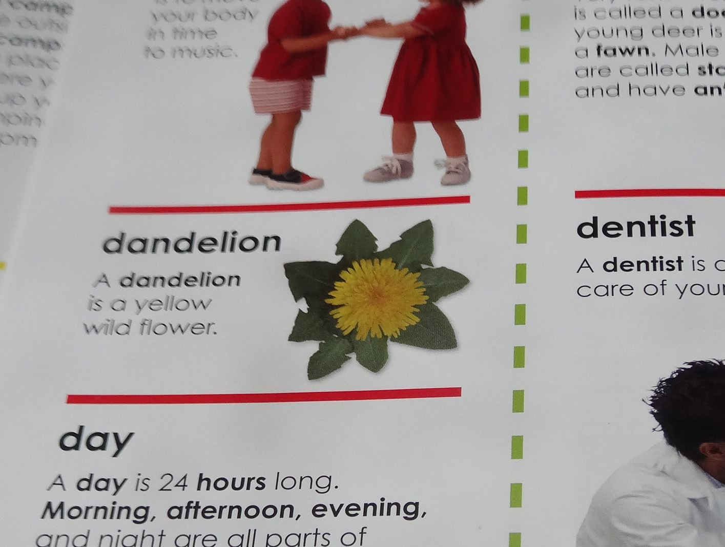 dandelion