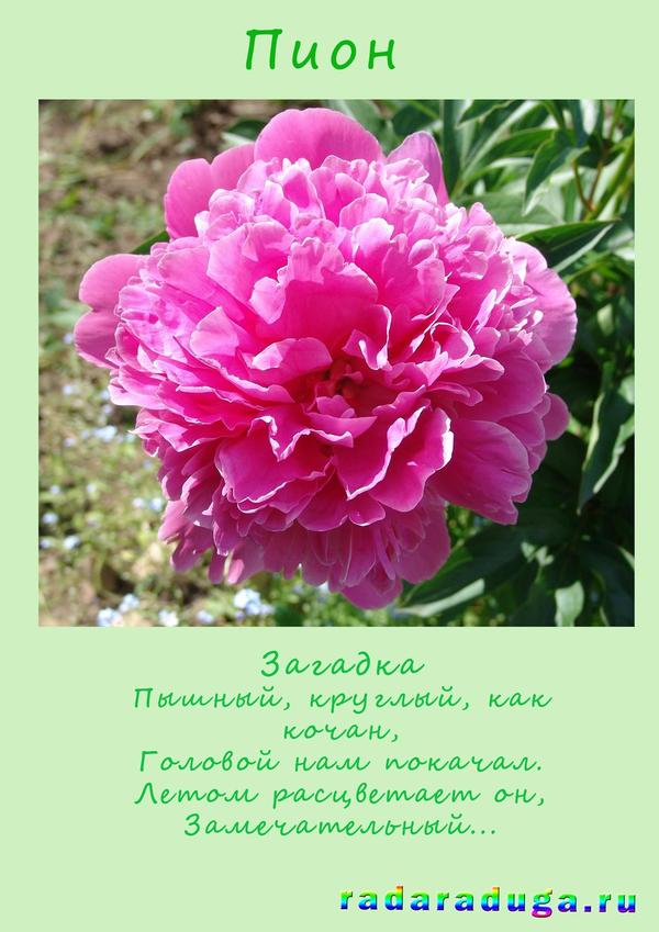 загадка пион