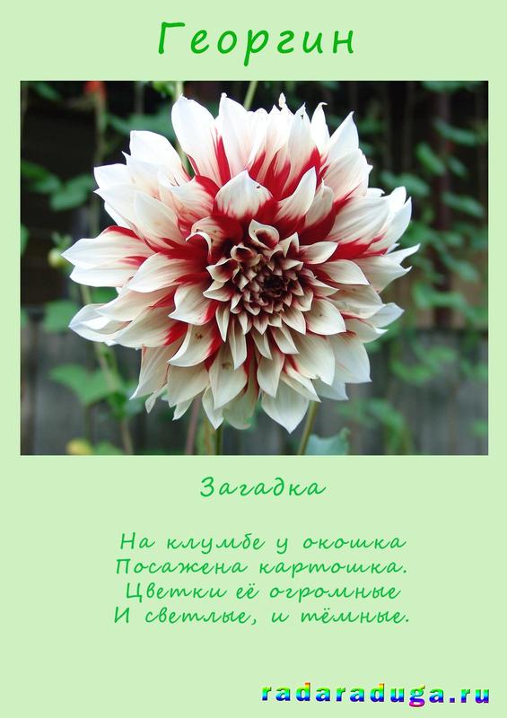 загадка георгин