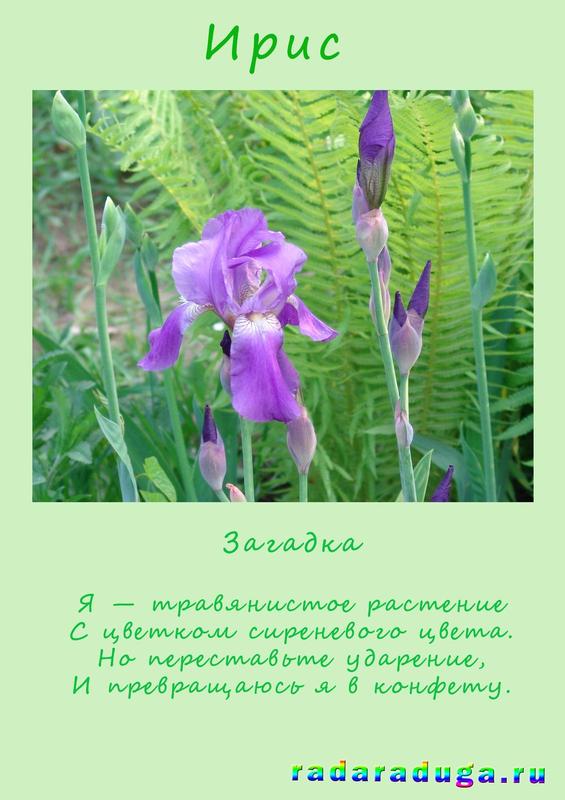 загадка ирис