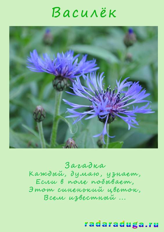 загадка василёк