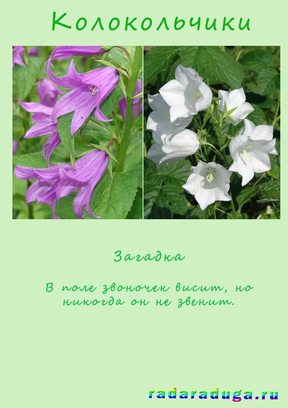 загадка колокольчики