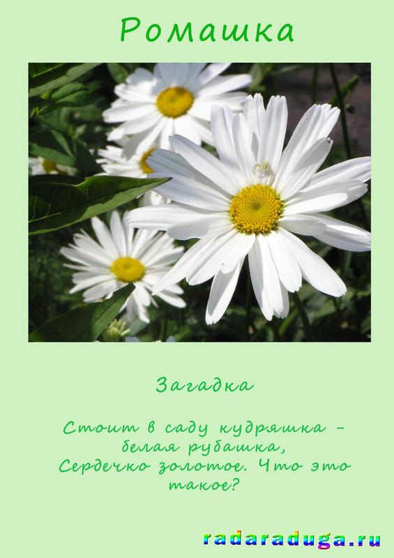 загадка ромашка