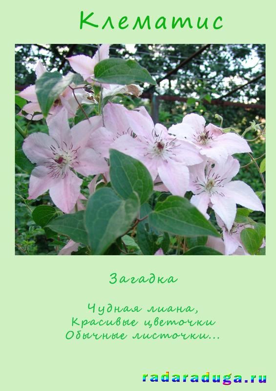 загадка клематис