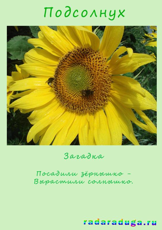 загадка подсолнух